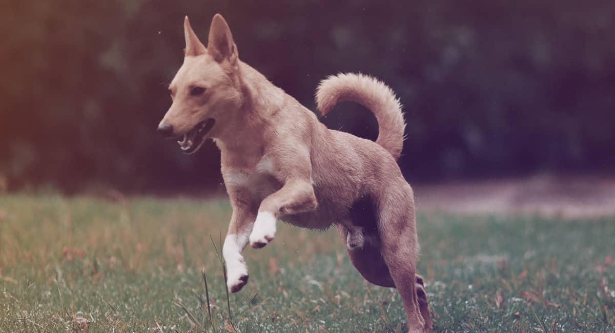 Transport Câini România-Oxford: Cultura și Grija la Pachet