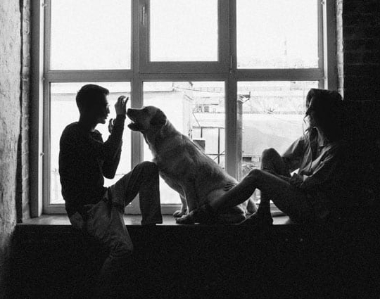 Transport Câini România-Birmingham: Ultima Destinație, Acelasi Nivel Ridicat de Servicii