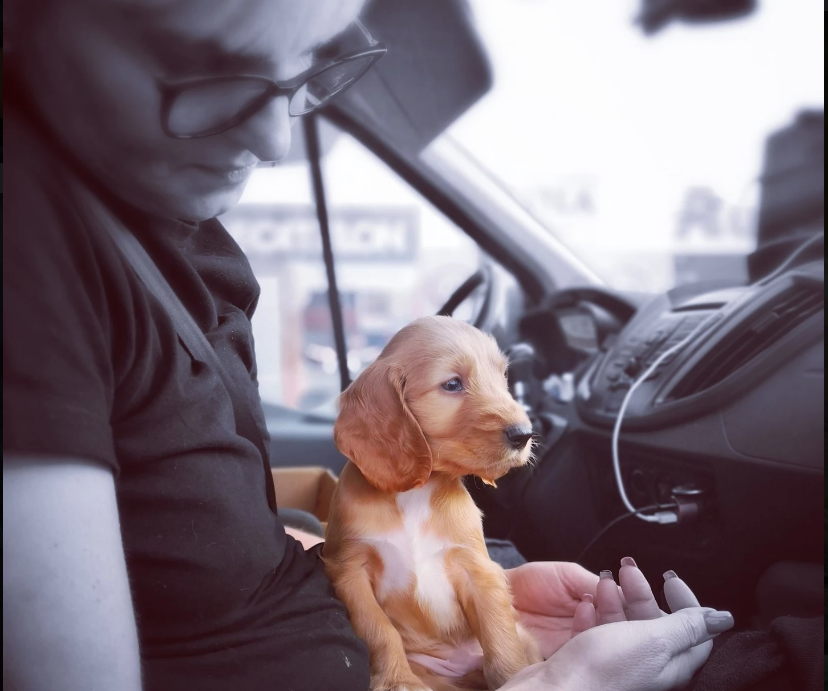 Transport caini si pisici in Romania cu preturi de la 99 lei