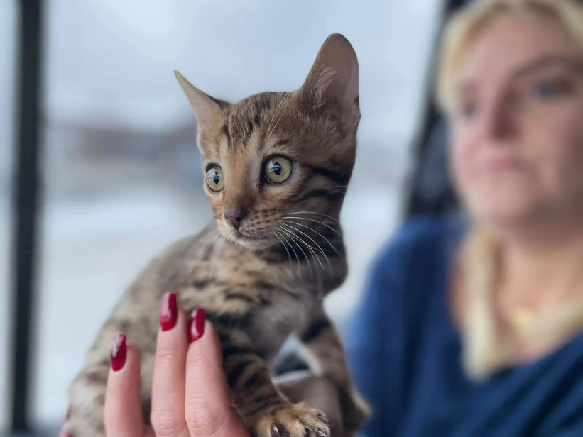 transport pisici iasi