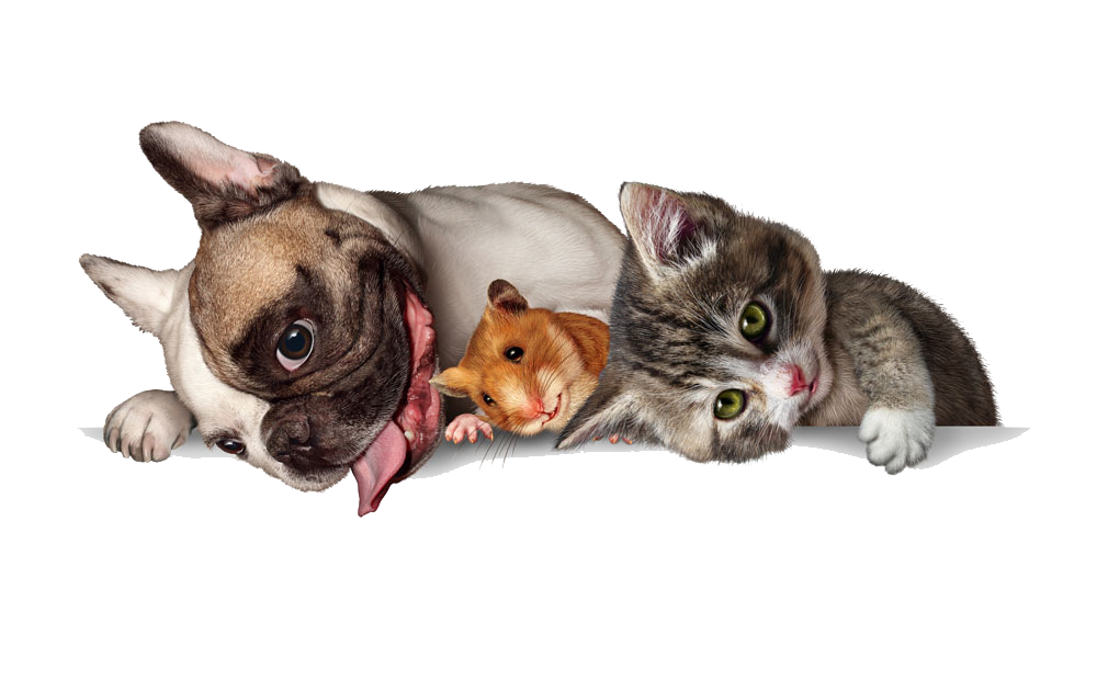 Intrebari frecvente zoo-taxi.ro