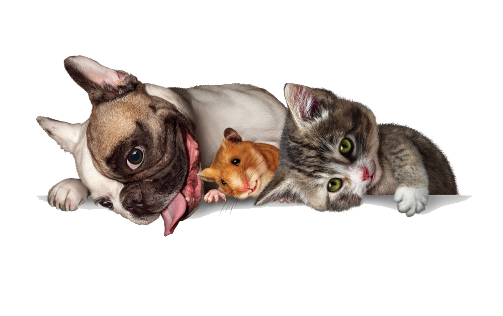 Transport pisici Romania Spania Madrid Bilbao Barcelona