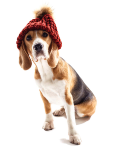 transport caini si pisici in romania