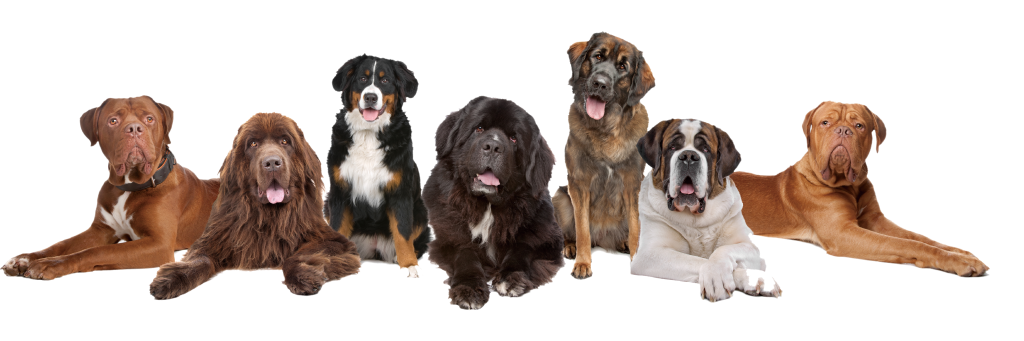 acte necesare transport animale romania uk si europa