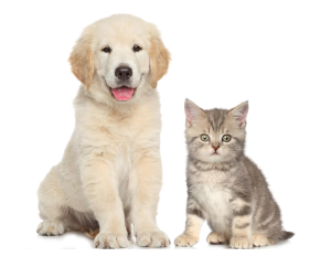 transport pisici romania anglia