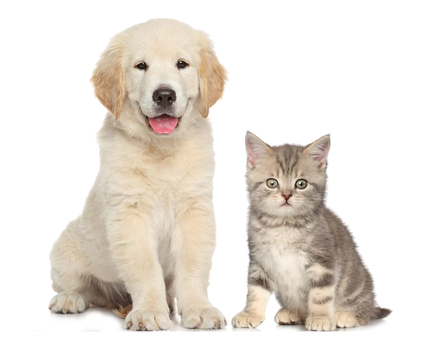 transport pisici romania anglia