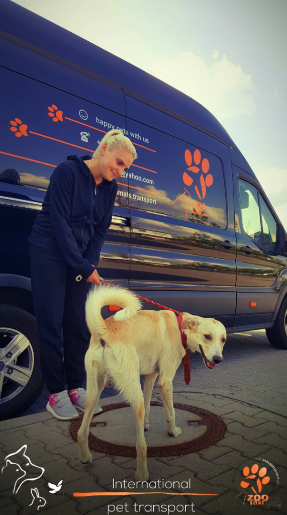 Rezervari transport animale companie national si international