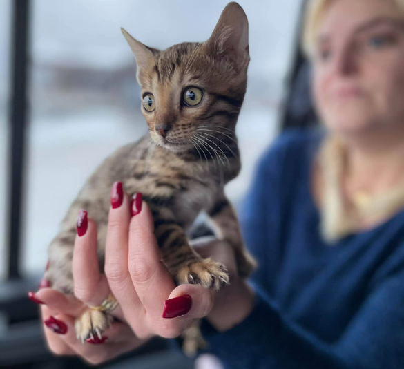 Transport pisici Romania Germania: Regensburg, Nurenberg, Munchen, Ulm, Stuttgart, Karlsruhe, Frankfourt, Koln