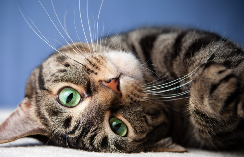 Transport pisici Romania Belgia: Anvers, Bruxelles, Gent