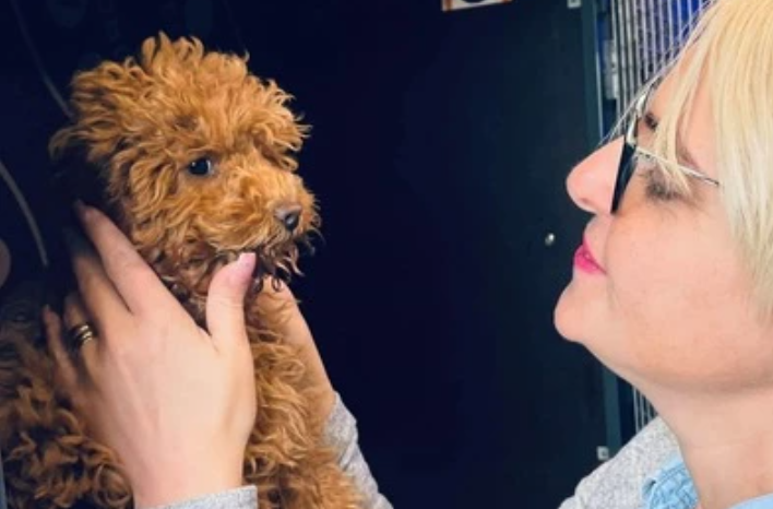 Transport caini Romania Belgia: Anvers, Bruxelles, Gent