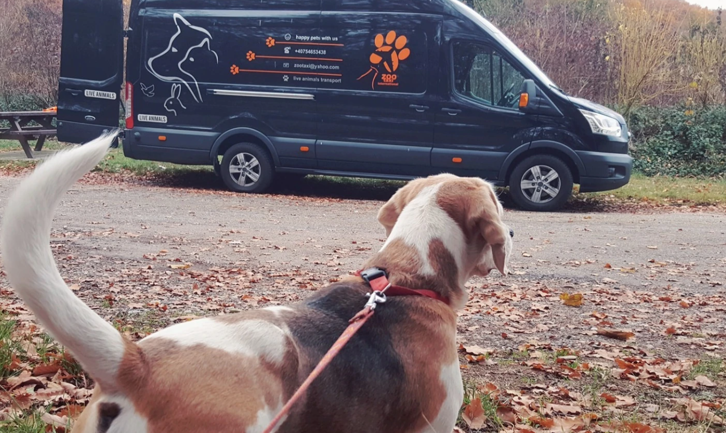 Transport caini Romania Spania Bilbao Madrid Barcelona