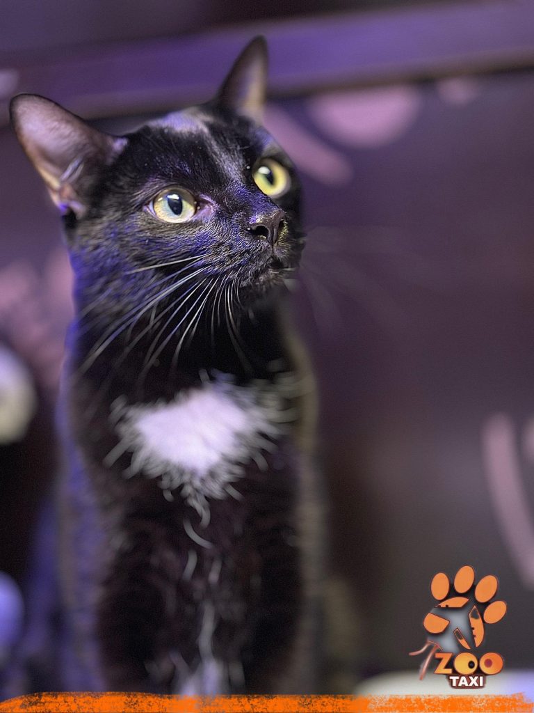 transport pisici Romania paris