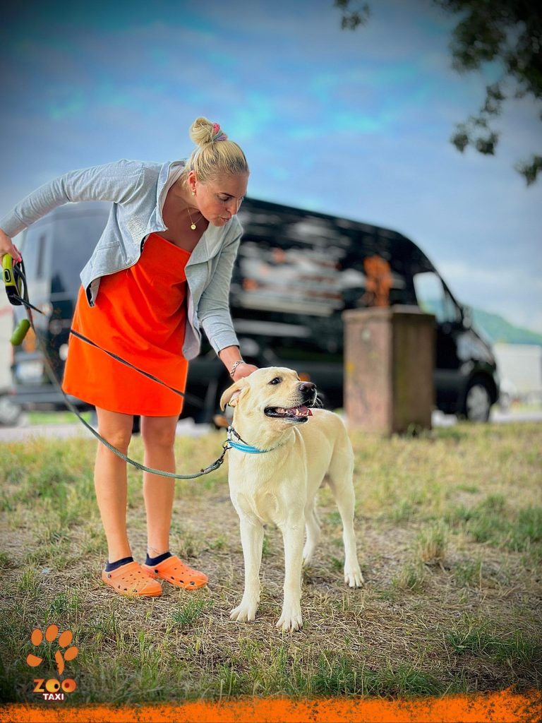 calatorii sigure cu ZOOTAXI